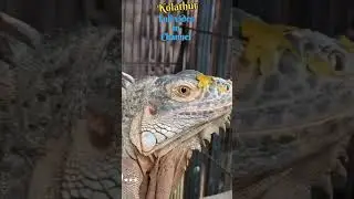 Kolathur pets market | Local vlogs | Step to Journey | Chennai vlog #fish #petshops #kolathur