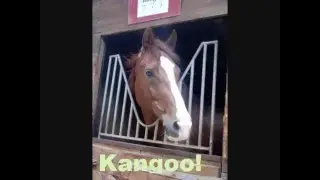 Au centre équestre le galop