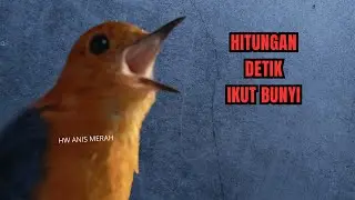 SUARA BURUNG ANIS MERAH INI AMPUH BIKIN ANIS APAPUN IKUT BUNYI SEKETIKA GACOR