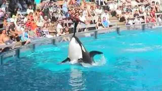 Shamu Splash Zone (2002)