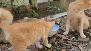 Cat Videos for Cats to Watch Meow 😺🍲 | Cute Eating Compilation