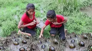Found snails in the lake for food of survival - Cooking snails for delicious food with sister