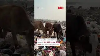 Viral Video Highlights Garbage Dumping Along The Torsa River In Jaigaon | Mo of Everything