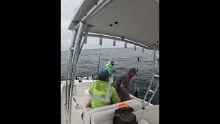 Mako shark on a colt sniper
