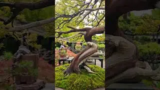 TAXUS CUSPIDATA PARC FLORAL DE PARIS