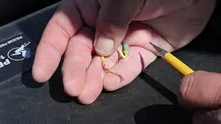 Cotton Development and Insect Pest Scouting on the High Plains of Texas