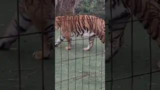 This is pure tiger style!