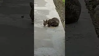 Not for Sale | Kitten meowing to attract cats | #chameleon #shortsfeed #shorts #shortvideo