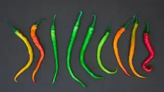 Loading Chilli Pepper | Green Screen 4K