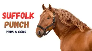Suffolk Punch Horse Pros and Cons -  Suffolk Punch Advantages and Disadvantages