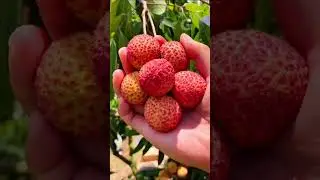 Amazing Fruit Harvesting | Lychee cutting skills