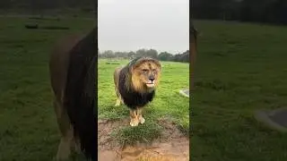 Забавный лев 🦁 #животные #смешной #питомец #лев #смешныеживотные #кот