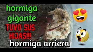Nueva Colonia de Atta u hormigas arrieras