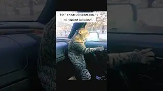 Кот после прививки заговорил #кот#смешноевидео #смешноевидеоскотами#животные