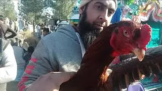 kpk kabutar mandi matta#sambat mela #swat mandi //Noor Ali Vlog//