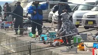 青森県下前漁港では五目釣りが出来る