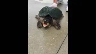 Snapping turtle slow mo