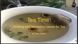 Growing and Harvesting Tea Leaves with Leah Beattie