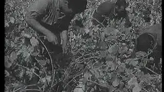 Fiestas de San Pedro, Haro. Hace algunos años