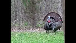 2018 Turkey Season - Turkey Thugs