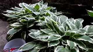 WILD EDIBLES. Hosta leaves 3.5 weeks later. Are they bitter?