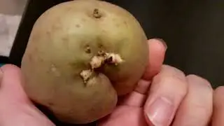 The centerpiece of my potato collection, on a synth. Synth supper 6. For Synthpunk.