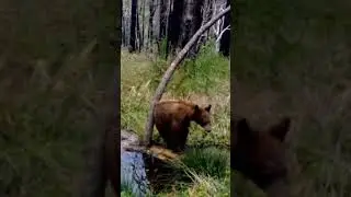 Scratching Tree #BearScratches #wildlifebehavior #BearHabitat #CritterCam #FreyVineyards