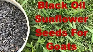 Black Oil Sunflower Seeds for Goats
