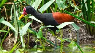 Birds of Trinidad and Tobago: Wattled Jacana