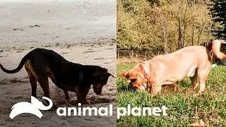 ¿Por qué los perros entierran cosas? | Los Secretos del Mundo Animal | Animal Planet