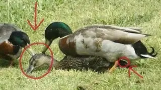 Duck Mating Duck | Group Mating Animals  | Animals Mating 2018