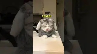 【绿茶猫矮油】我猜男朋友再也不想碰矮油了嘻嘻