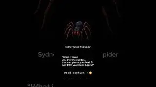 🕷️ Sydney Funnel-Web Spider: The Ultimate Nightmare Fuel!