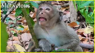O/rphan l!fee...! Jonna was d/isappointedd after Amaya s/eparatedd communication with Jade
