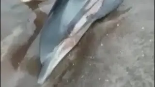 Stranded Dolphin was rescued on Ladghar beach by villagers video by Lata Surve