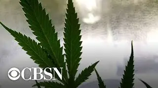 Report: Marijuana on track to be legalized by the end of the year