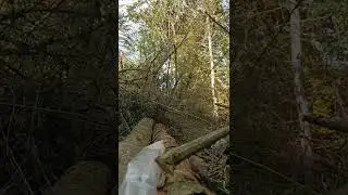 Baum f&auml;llen Seilzug Seilwind
