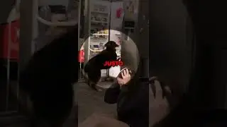 Este perro actuó como un verdadero profesional en el momento adecuado! 🤯😍 #shorts