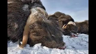Muskox hunting adventure