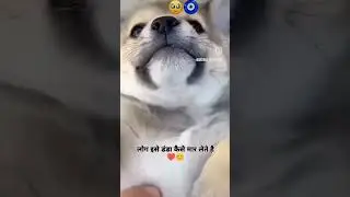 #emotional #dog #support #pleasesubscribe #trendingshorts