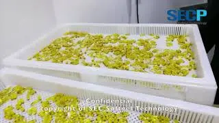 Softgel machine line SEC-46, affordable cost & world lead technology & Success Softgel Production