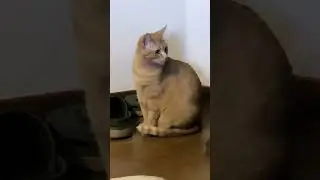 polpetta