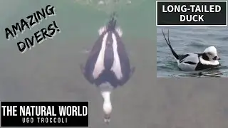Long-tailed Duck - Amazing diving duck!
