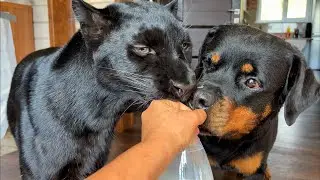 Пантера Луна и Венза добыли молоко😂 домашние заботы