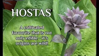 Hostas are Edible!