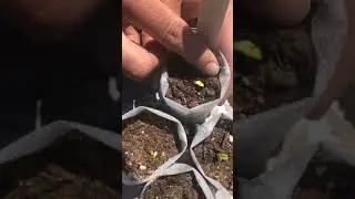 Part 3 - Starting Seeds with Calhoun Flower Farms (Teddy Bear Sunflowers)
