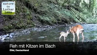 Reh mit Kitzen im Eifelbach