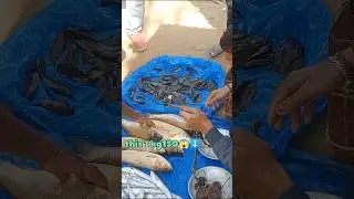 fish market Assam India #short #fishfarming #youtubeshorts
