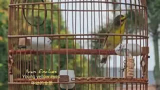 Young yellow eyes finch / 年幼的金燕-金青