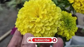 ইনকা গাঁদা গাছের যত্নের আসল গোপন রহস্য! 🌿🚀,SECRET TIPS OF INKA GENDA FLOWER PLANT